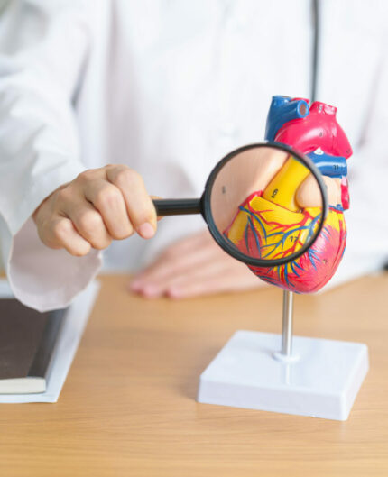 Doctor with human Heart anatomy model and magnifying glass. Cardiovascular Diseases, Atherosclerosis, Hypertensive Heart, Valvular Heart, Aortopulmonary window, world Heart day and health concept
